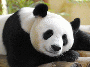 Pandas Gigantes en China Pandas Gigantes en China