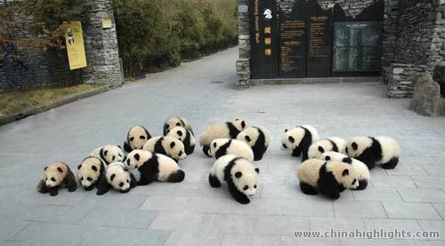 [Imagen: panda-babies.jpg]